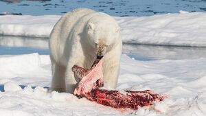 Why the Polar Bear Is an Indisputable Image of Climate Change