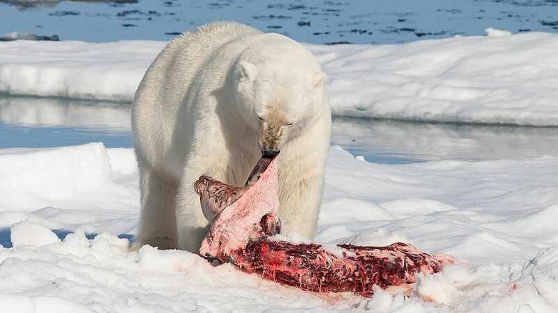 Datei:Polar Bear Eating.jpg
