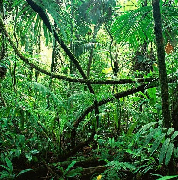 Datei:Regenwald.jpg