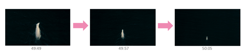 Datei:Kontextualisierung Eisbären.png