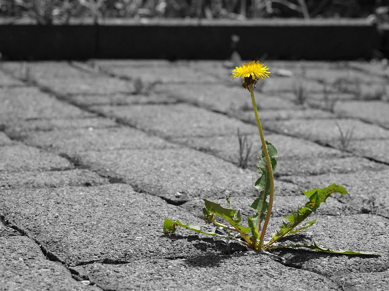 Datei:Dandelion-4886946 960 720.webp